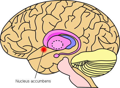 Nucleus Accumbens